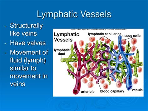 are lymphatic vessels more similar to veins or arteries